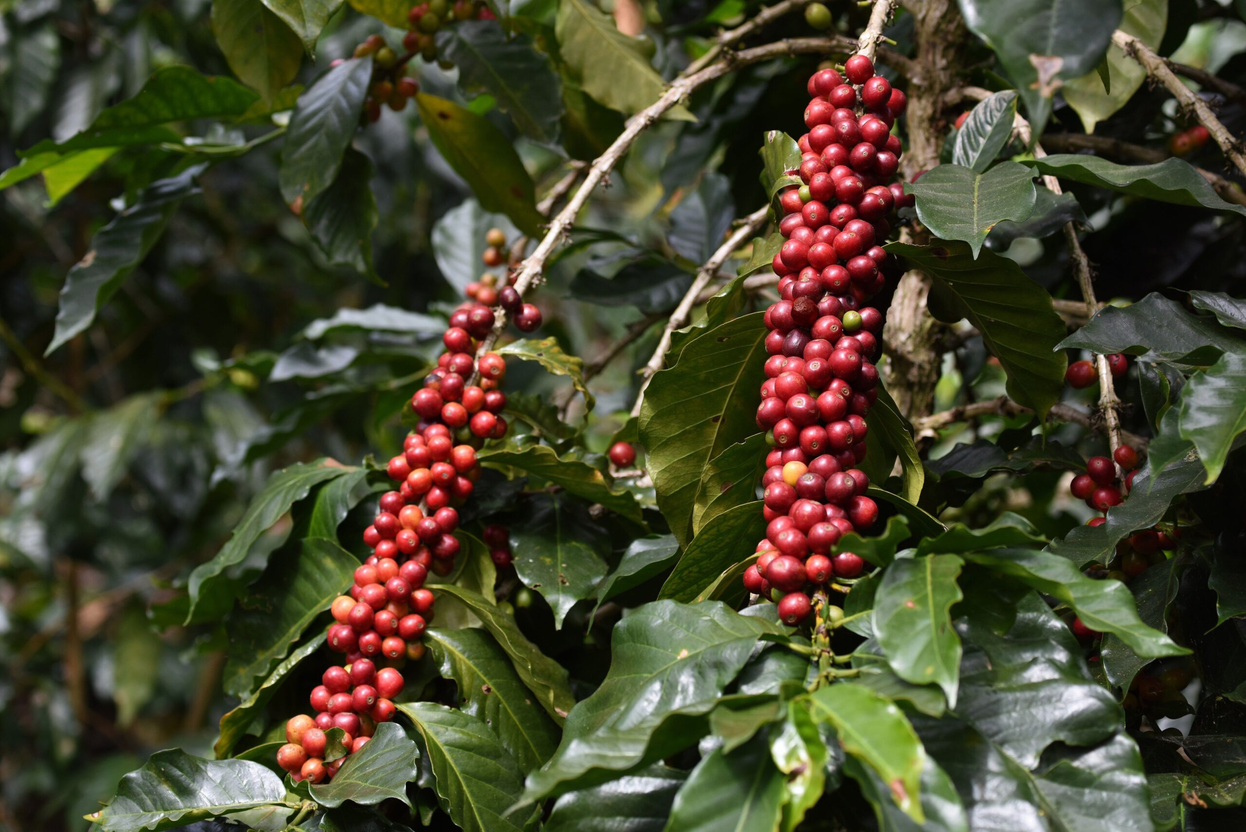 Kaffeekirschen am Strauch