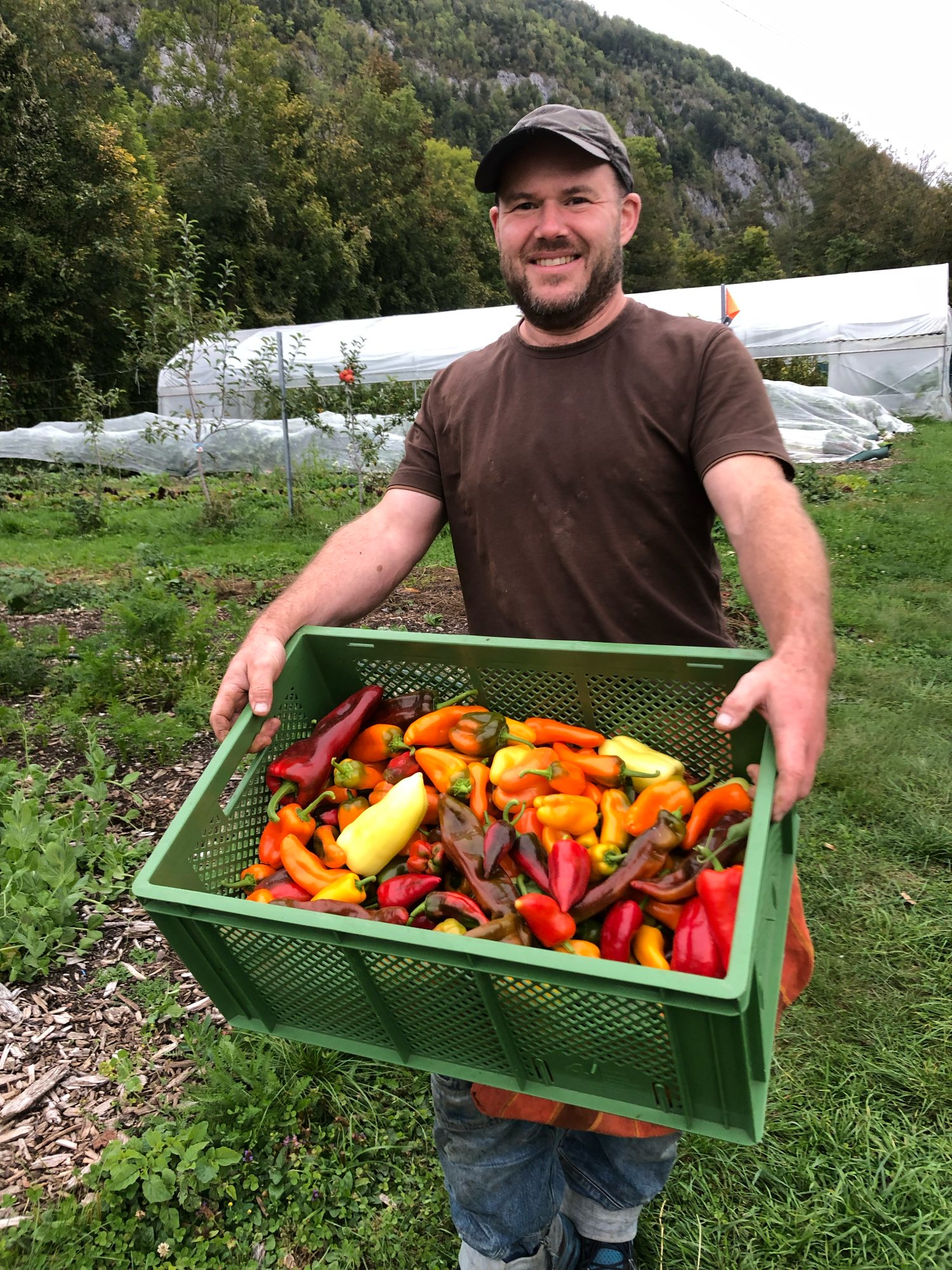 Frisch geernteter Paprika aus dem Folientunnel