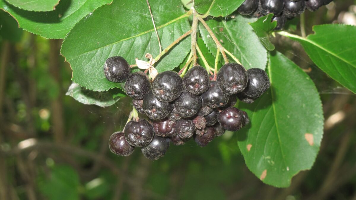 Reife Aroniabeeren am Strauch