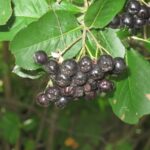Reife Aroniabeeren am Strauch