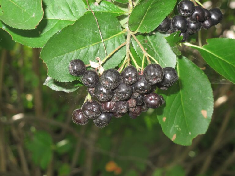 Reife Aroniabeeren am Strauch