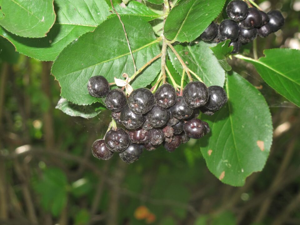 Reife Aroniabeeren am Strauch